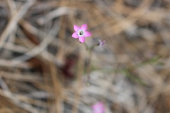 Gilia leptantha purpusii