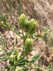 Glycyrrhiza lepidota