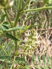 Glycyrrhiza lepidota