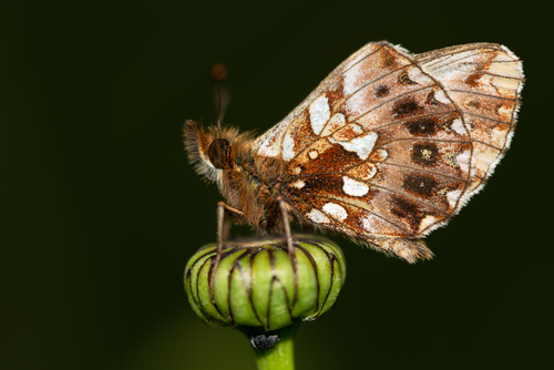 Weaver's Fritillary