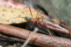 Leptomyrmex tibialis