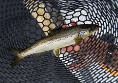 Salmo salar