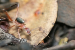 Leptomyrmex tibialis