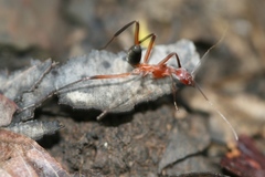Leptomyrmex tibialis
