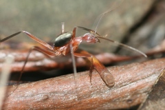 Leptomyrmex tibialis