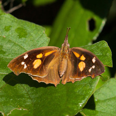 Libythea laius