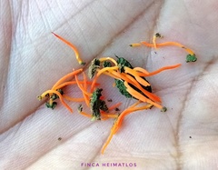 Sulzbacheromyces caatingae