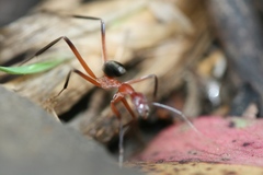 Leptomyrmex tibialis
