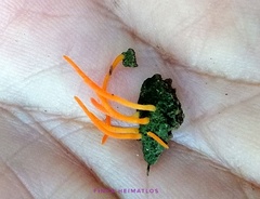 Sulzbacheromyces caatingae