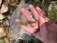 Festuca vivipara