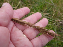 Bromus maritimus