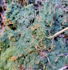 Sulzbacheromyces caatingae