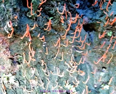 Sulzbacheromyces caatingae