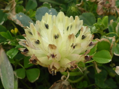 Trifolium fucatum