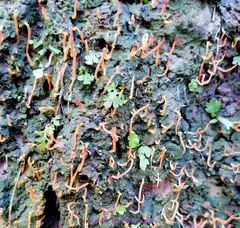 Sulzbacheromyces caatingae