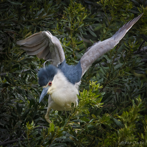 Black-crowned Night Heron photographed in Georgia