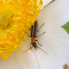 Oxycopis mimetica