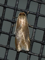 Phaeoses sabinella