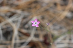Gilia leptantha purpusii