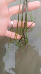 Zostera japonica