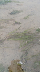 Zostera japonica
