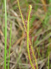 Drosera filiformis