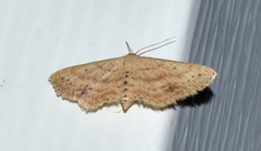 Scopula aemulata