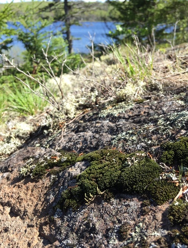 Schistidium apocarpum