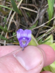 Microbotryum pinguiculae