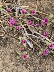 Diplacus cascadensis