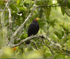 Turdus merula azorensis