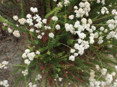 Eriogonum fasciculatum fasciculatum