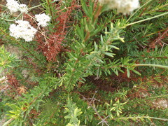 Eriogonum fasciculatum fasciculatum