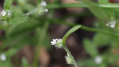Cryptantha affinis