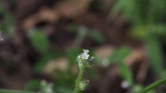 Cryptantha affinis