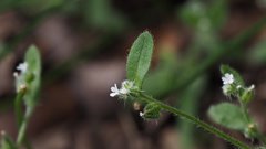 Cryptantha affinis