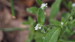 Cryptantha affinis