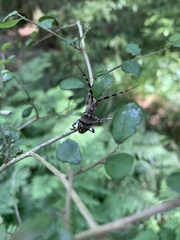 Hexatricha pulverulenta