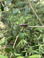 Hexatricha pulverulenta