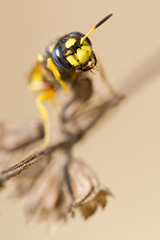 Philanthus coronatus