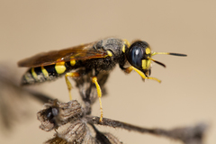 Philanthus coronatus
