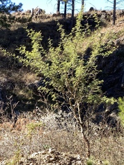 Vachellia aroma