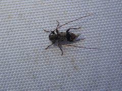 Leiopus femoratus