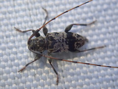 Leiopus femoratus