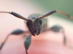 Leiopus femoratus