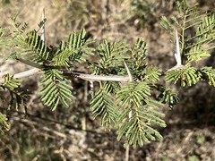 Vachellia aroma