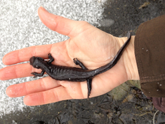 Ambystoma jeffersonianum