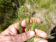 Eleocharis montevidensis