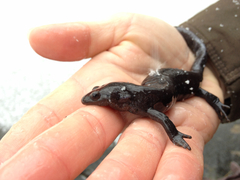 Ambystoma jeffersonianum
