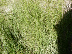 Eleocharis montevidensis